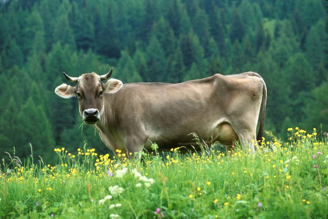 Tirol, Obernberg, animal
