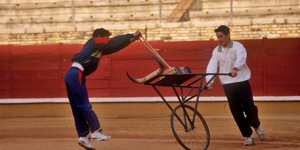 España, Cordoba, escuela taurina, animal