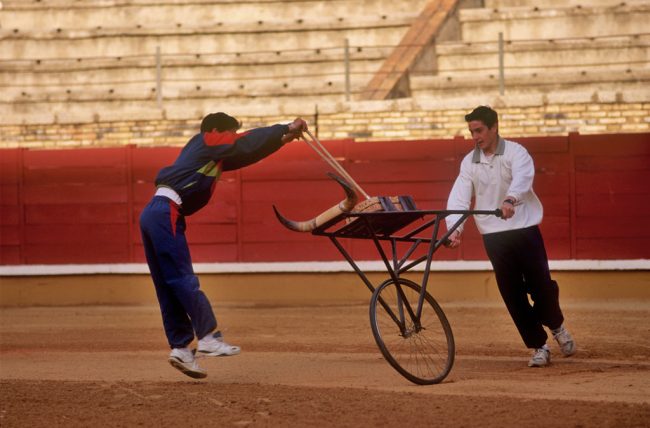 España, Cordoba, escuela taurina, animal