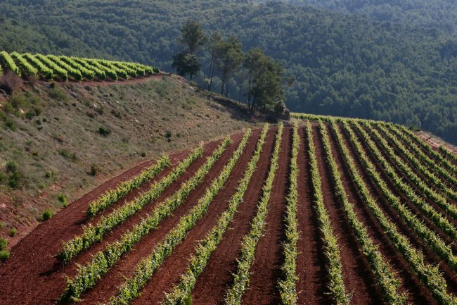 Penedes La Juncosa de MontMell
