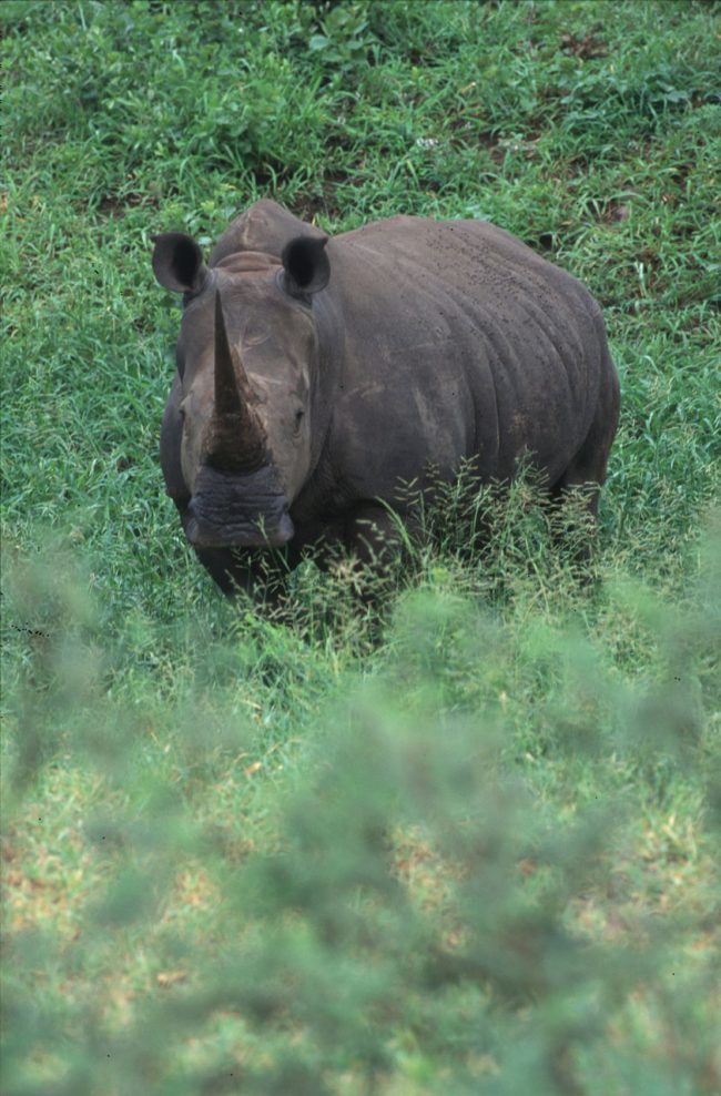 Sudáfrica,a Parque Kruger rinoceronte, animal