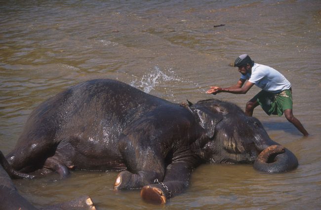 Sri Lanka, Pinnawela, Orfanato de Elefantes, animal
