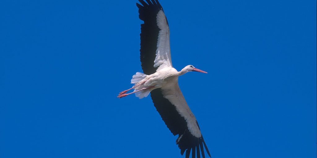 Extremadura Mal Partida de Caceres, animal