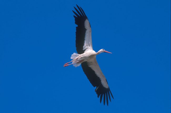 Extremadura Mal Partida de Caceres, animal