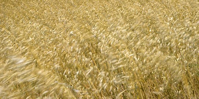 España, Menorca, campos de trigo