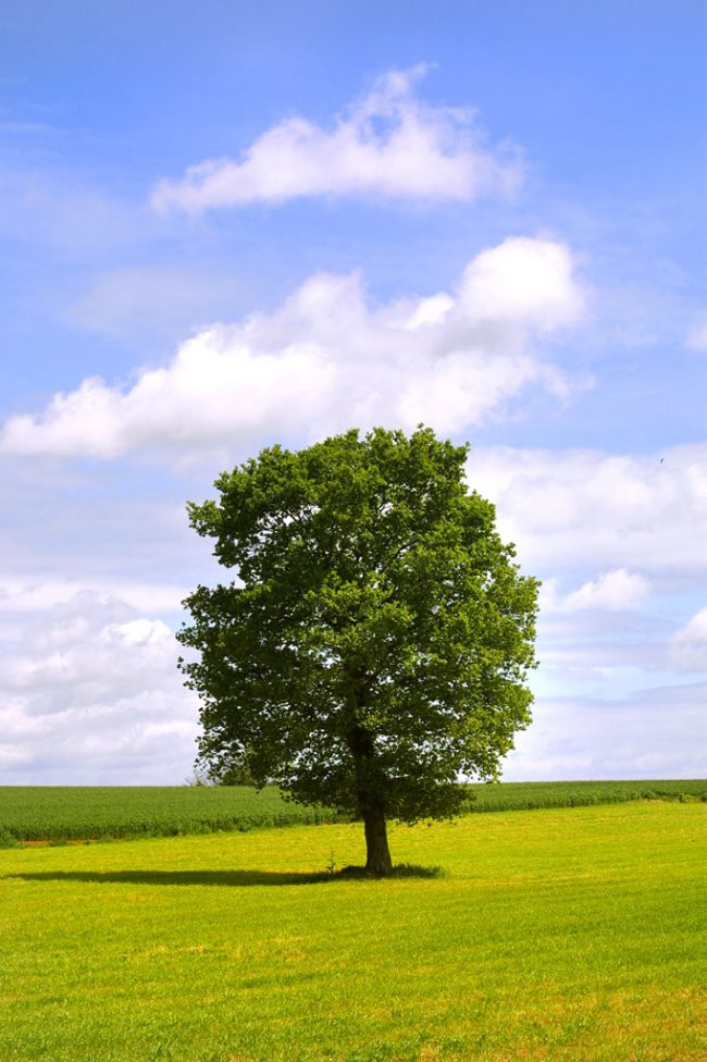 Bretaña, Morbinhan, arbol paisaje