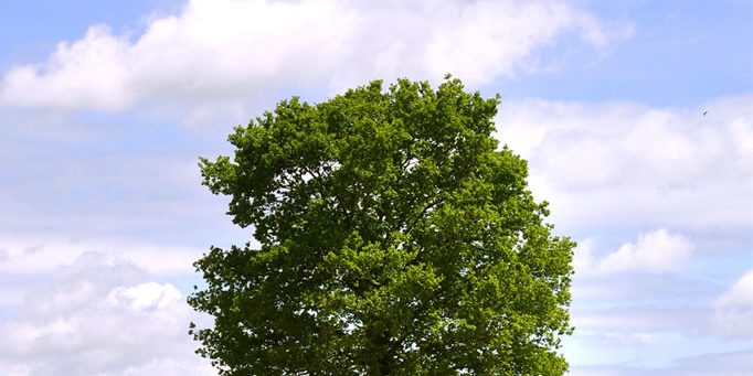 Bretaña, Morbinhan, arbol paisaje