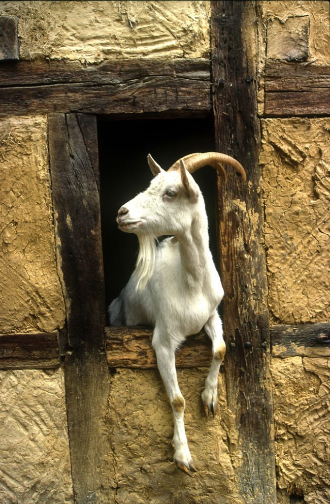 Francia, Alsacia, Ungersheim, Ecomuseo, animal
