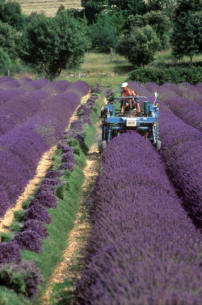 Provenza, Lavanda