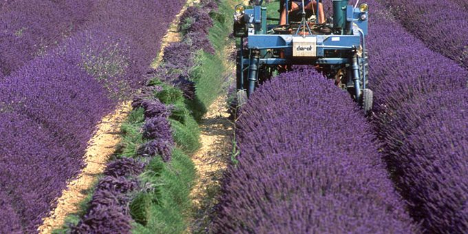 Provenza, Lavanda
