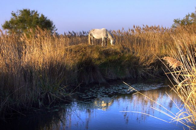 Camargue, Vocas del Rodano, Sainte Maires de la Mer, caballos, animal