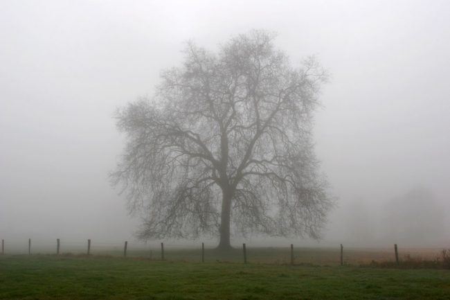 Loira Atlántico, árbol